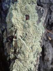 Lecanora helva
