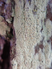 Lecanora helva