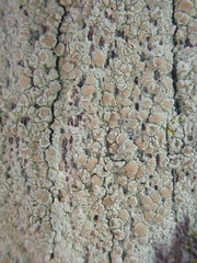 Lecanora helva