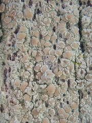 Lecanora helva