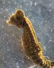Hippocampus zosterae