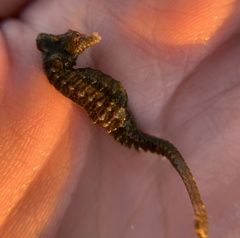 Hippocampus zosterae