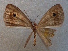 Perophthalma tullius