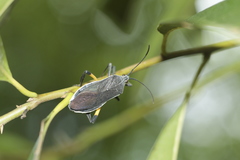 Plaxiscelis limbata