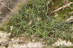 Polytrichadelphus magellanicus