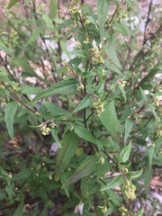 Ageratina paupercula