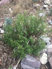 Ageratina paupercula