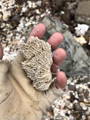 Pseudodiploria clivosa