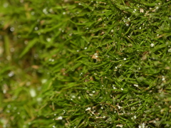 Syrrhopodon texanus
