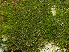 Syrrhopodon texanus