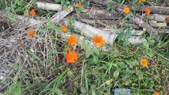 Comaclinium montanum