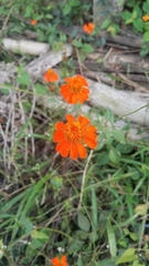 Comaclinium montanum