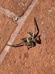 Polybetes pythagoricus