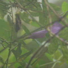 Ipomoea pedicellaris