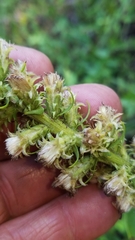 Liatris pycnostachya pycnostachya