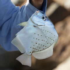 Drepane punctata