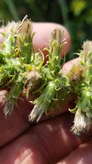 Liatris pycnostachya pycnostachya