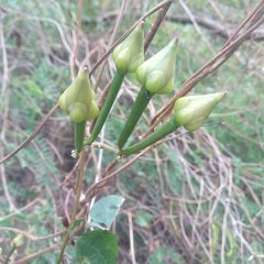 Ipomoea pedicellaris