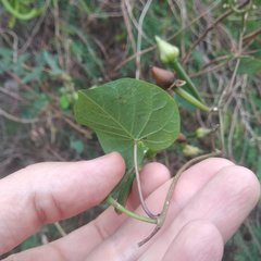 Ipomoea pedicellaris