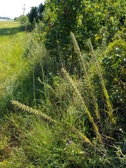 Liatris pycnostachya pycnostachya