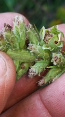 Liatris pycnostachya pycnostachya