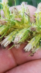 Liatris pycnostachya pycnostachya