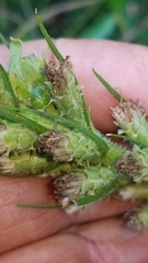Liatris pycnostachya pycnostachya