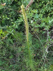 Liatris pycnostachya pycnostachya