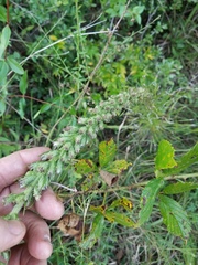 Liatris pycnostachya pycnostachya