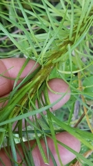 Liatris pycnostachya pycnostachya