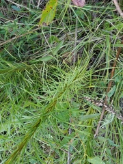 Liatris pycnostachya pycnostachya