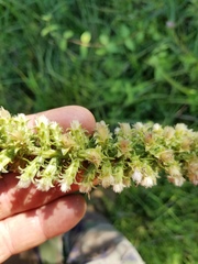 Liatris pycnostachya pycnostachya