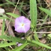 Slender Bindweed - Photo (c) Richard Brown, some rights reserved (CC BY-NC), uploaded by Richard Brown