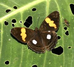 Adelpha leucophthalma