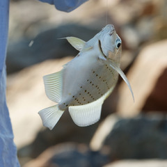 Drepane punctata