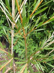 Melaleuca subulata