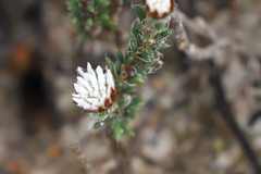 Laxmannia brachyphylla