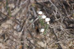 Laxmannia brachyphylla
