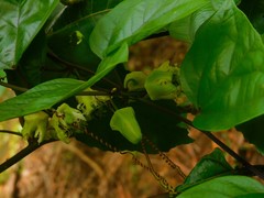 Passiflora vespertilio