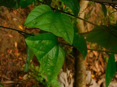 Passiflora vespertilio