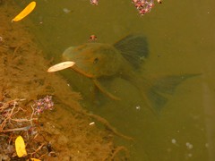 Hypostomus