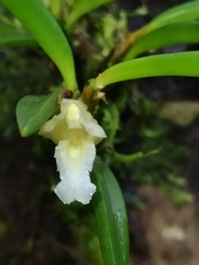 Maxillaria uncata