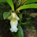 Maxillaria uncata - Photo (c) Guillaume Delaitre, algunos derechos reservados (CC BY), subido por Guillaume Delaitre