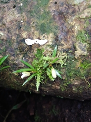 Maxillaria uncata