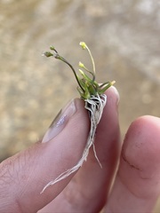 Subularia aquatica americana