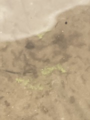 Subularia aquatica americana