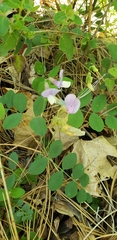 Lathyrus nevadensis