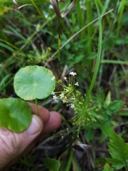 Hydrocotyle prolifera
