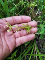 Hydrocotyle prolifera