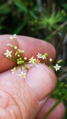 Hydrocotyle prolifera